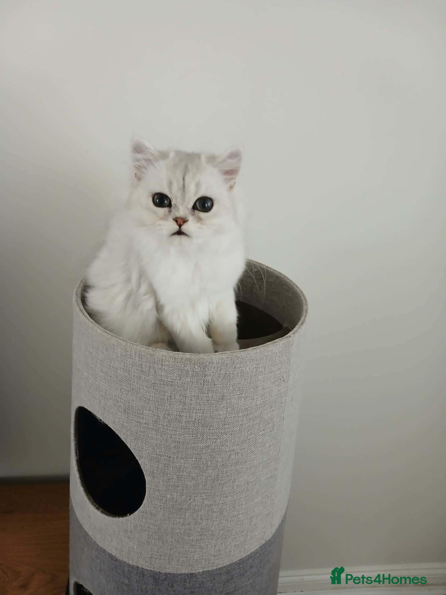 Persian cats  Chinchilla female kitten for sale - Advert 1