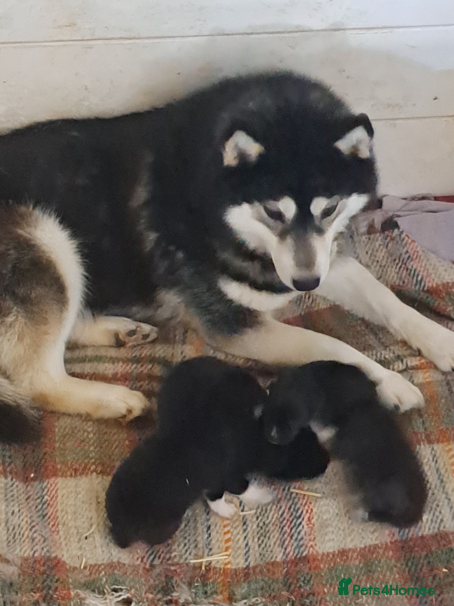 Siberian Husky dogs for sale: Unique Siberian Husky puppies - Advert 1