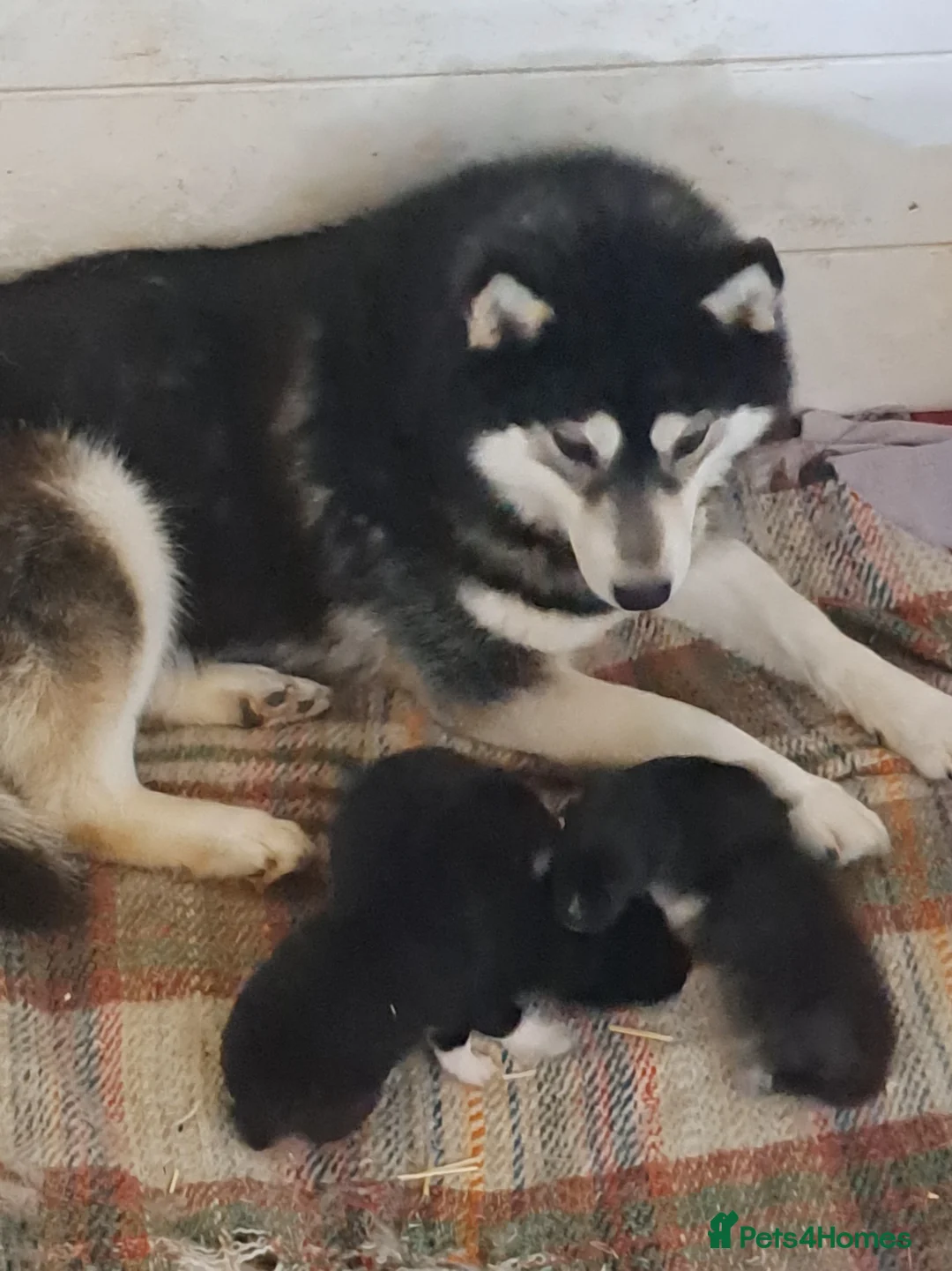 Siberian Husky dogs for sale: Unique Siberian Husky puppies - Advert 1