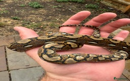 Python Snake reptiles for sale: Superdwarf Retic - Image 2
