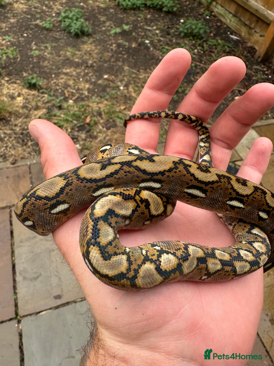Python Snake reptiles for sale: Superdwarf Retic - Image 2