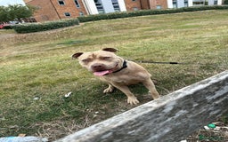 American Bully dogs for sale: Playful Female American Bully for Sale - 2 Yrs Old - Image 3