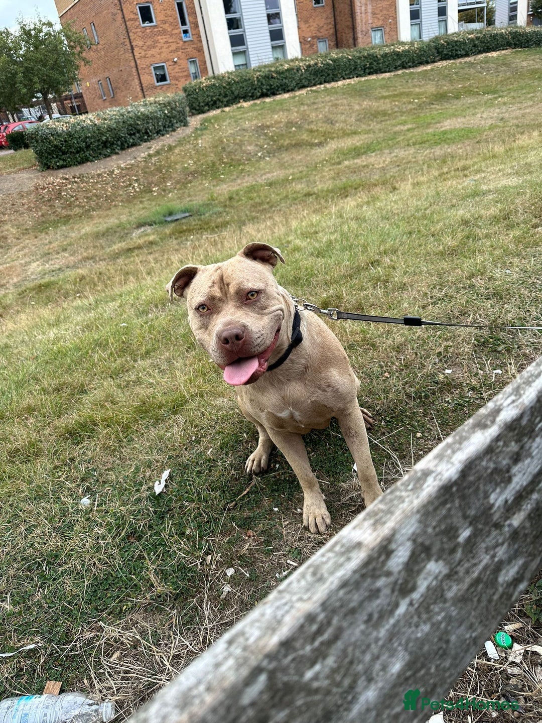 American Bully dogs for sale: Playful Female American Bully for Sale - 2 Yrs Old - Image 3