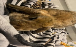 Mini Lop rabbits for sale: bunny the mini lop - Advert 3