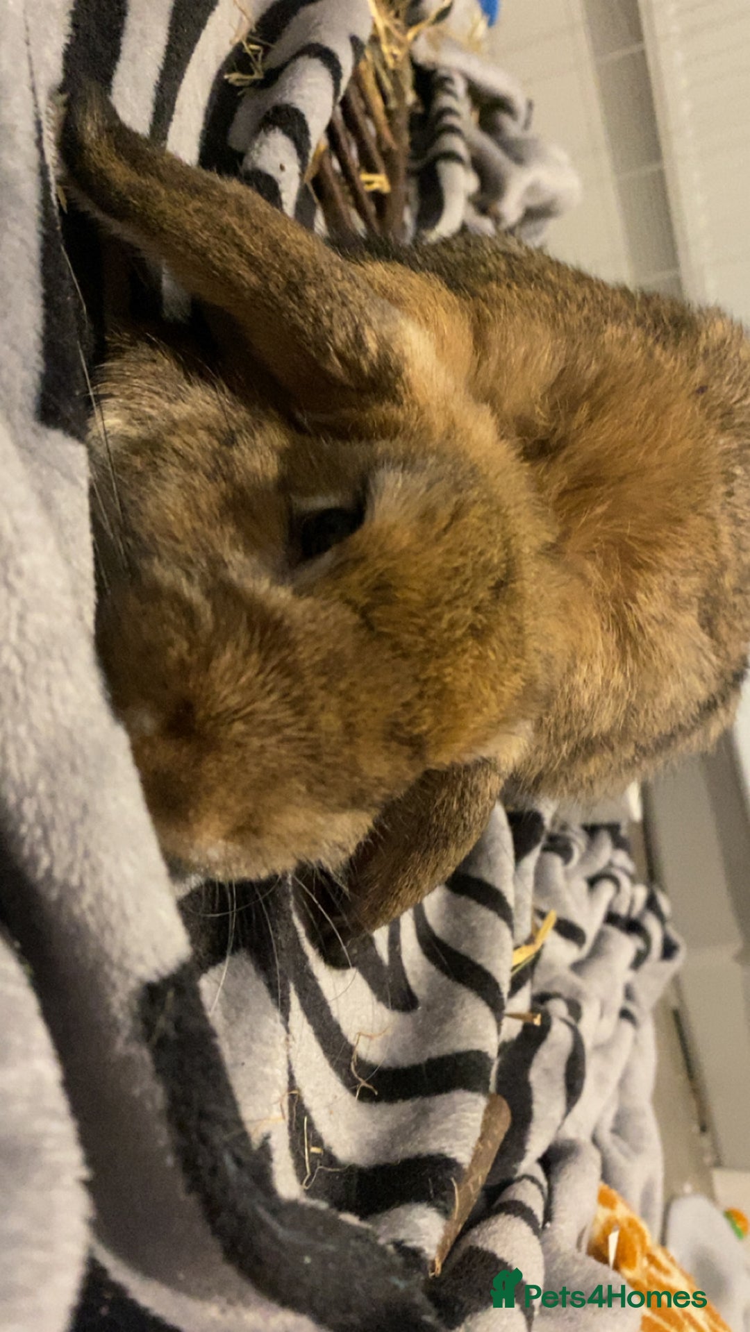 Mini Lop rabbits for sale: bunny the mini lop - Advert 3