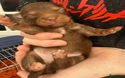 Pomchi dogs for sale:  **  Beautiful Pomchi loved & socialised  - Image 6