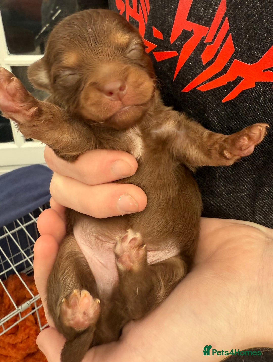 Pomchi dogs for sale:  **  Beautiful Pomchi loved & socialised  - Image 6