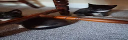 Mixed Breed cats for sale: 4 beautiful kittens  - Advert 6