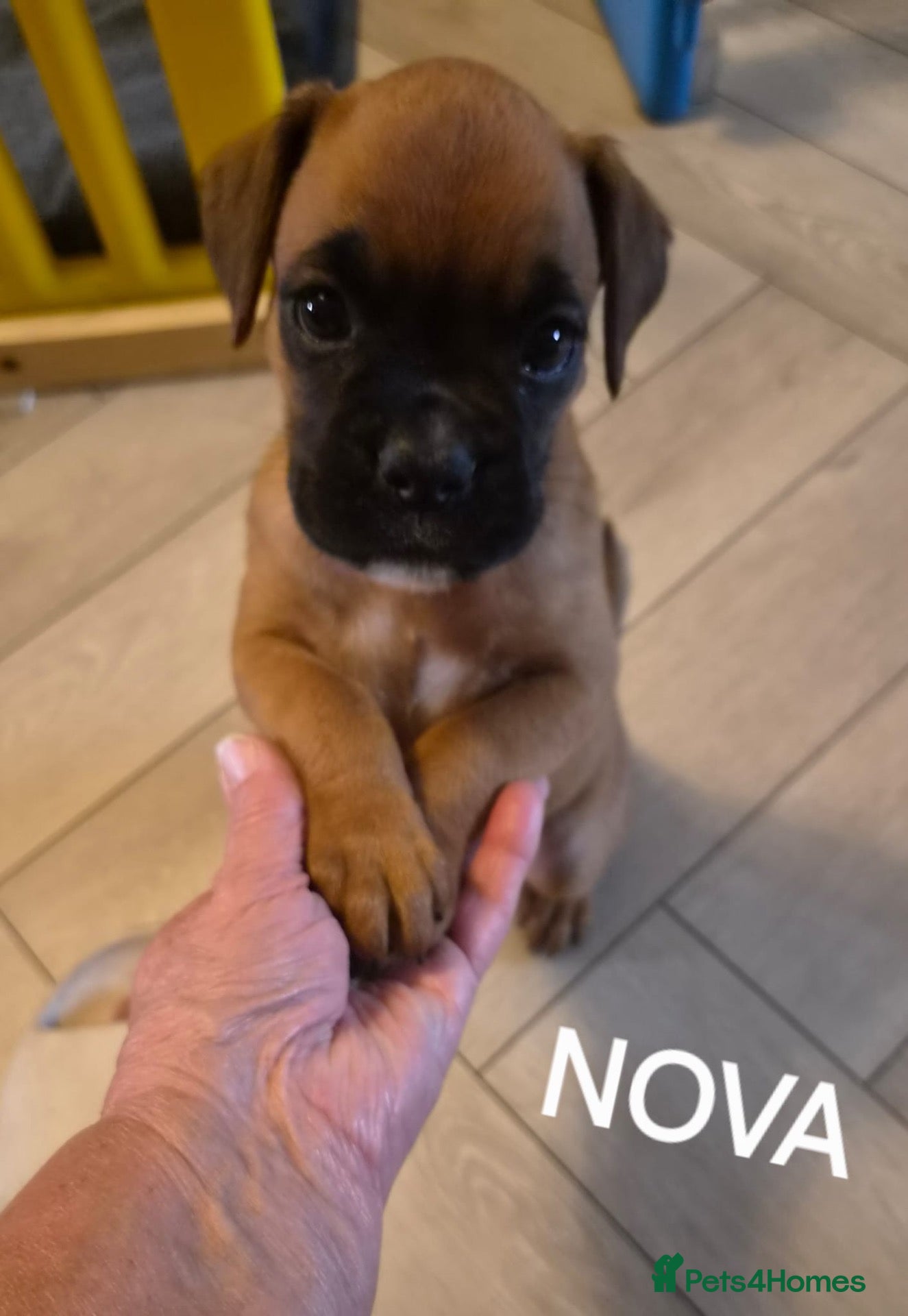 Boxer dogs Boxers - Advert 2