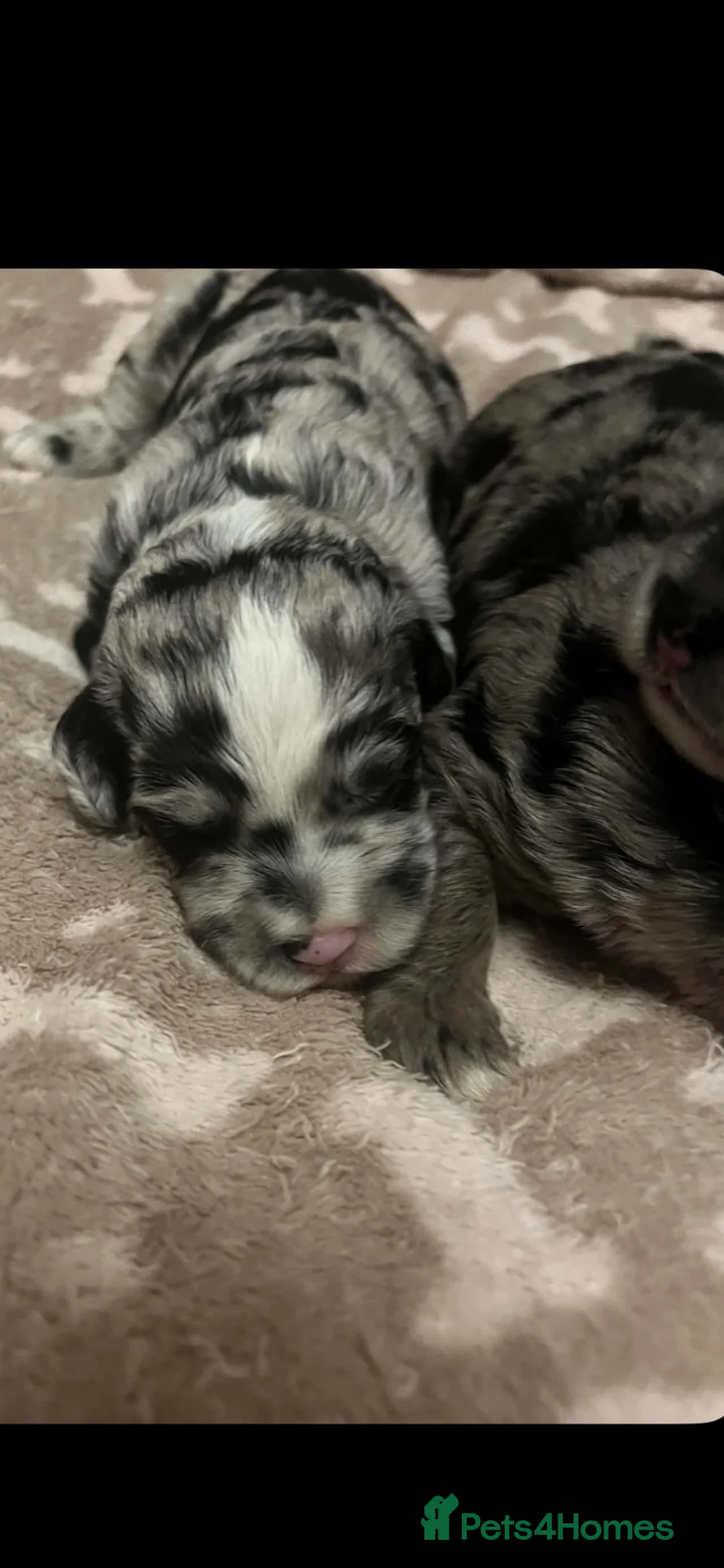 Mixed Breed dogs for sale: Mini sheepadoodles - Advert 1