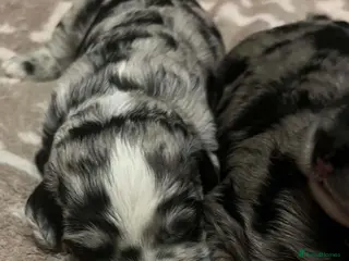 Mixed Breed dogs Mini sheepadoodles - Advert 6