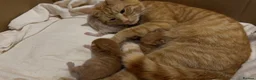 Maine Coon cats for sale: Half Maine Ginger Red Rare Girl Kitten - Advert 3