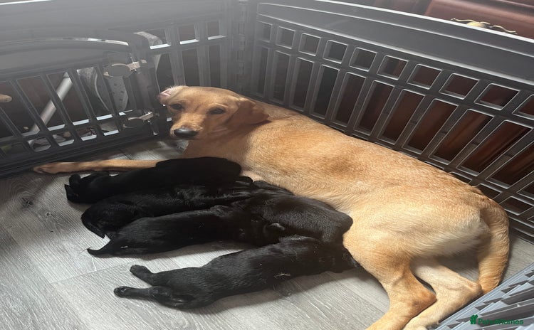Labrador Retriever dogs - Advert 1