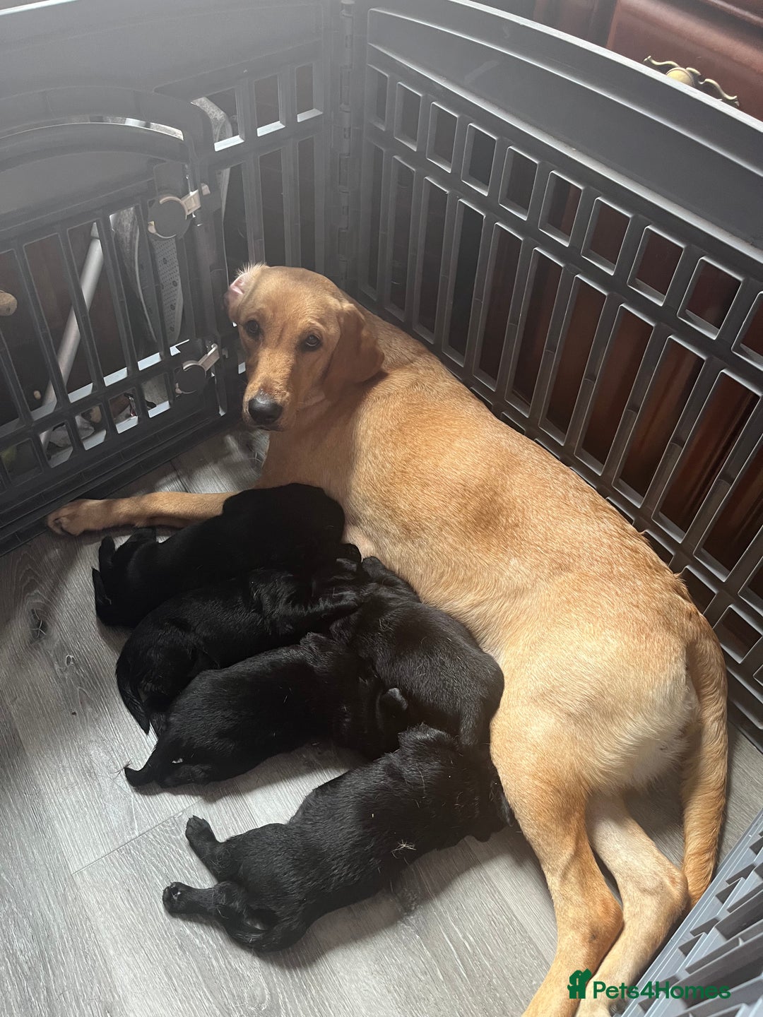 Labrador Retriever dogs for sale: 5 black beautiful labradors - Image 1
