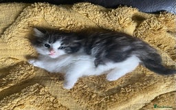 Mixed Breed cats for sale: four Gorgeous kittens looking for a loving home  - Image 1