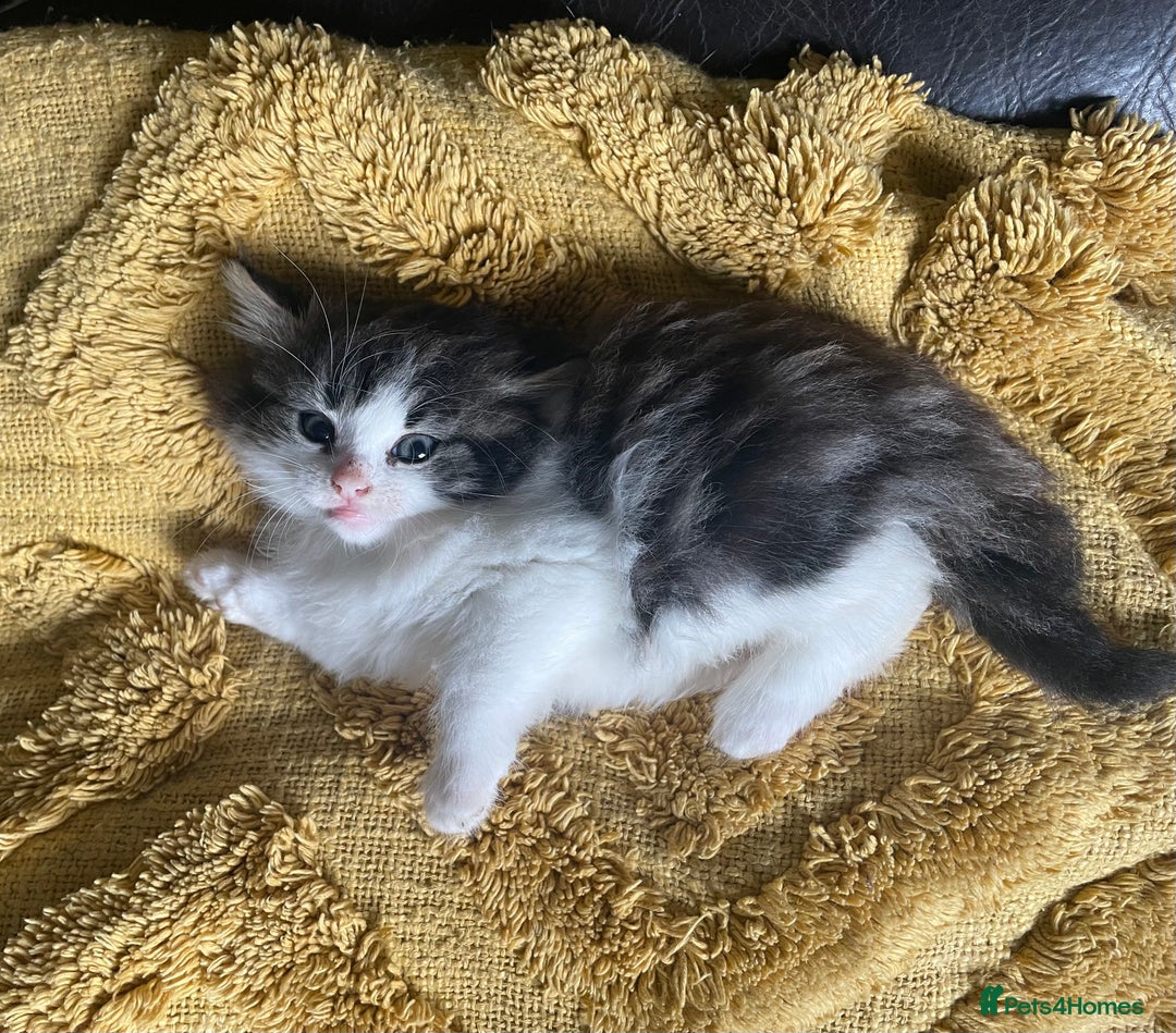 Mixed Breed cats for sale: four Gorgeous kittens looking for a loving home  - Image 1