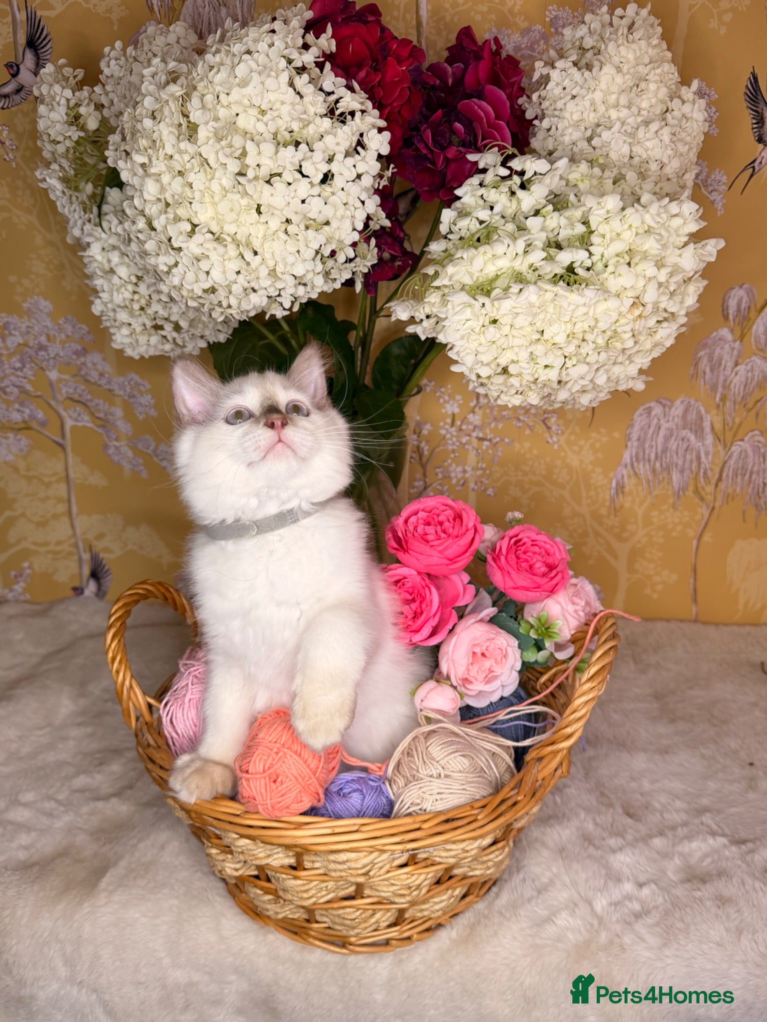 Ragdoll cats 👑Champion Line👑⭐️TICA⭐️PEDIGREE⭐️Ragdoll Kittens - Advert 2