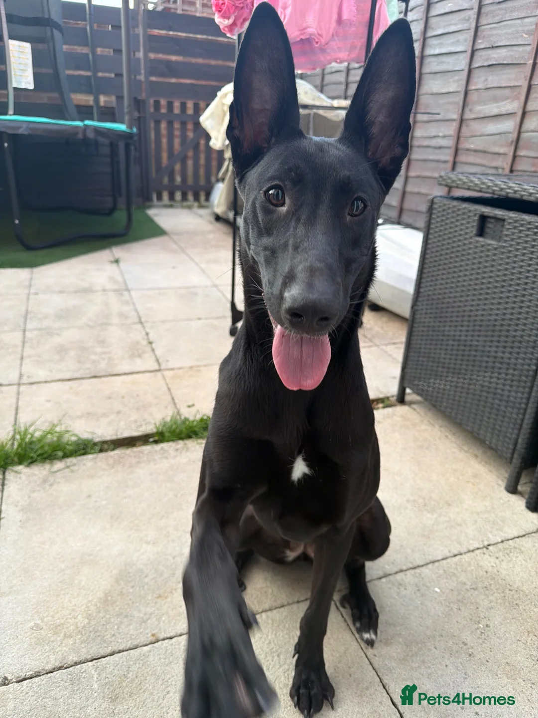 Belgian Shepherd Dog dogs for sale: Belgian Malinois  in Wantage - Advert 2