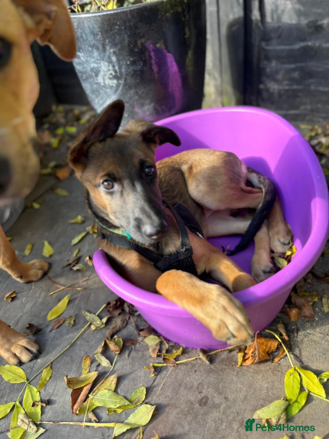 Mixed Breed dogs for adoption: 🐾 Meet Nami 🐾 - Image 4