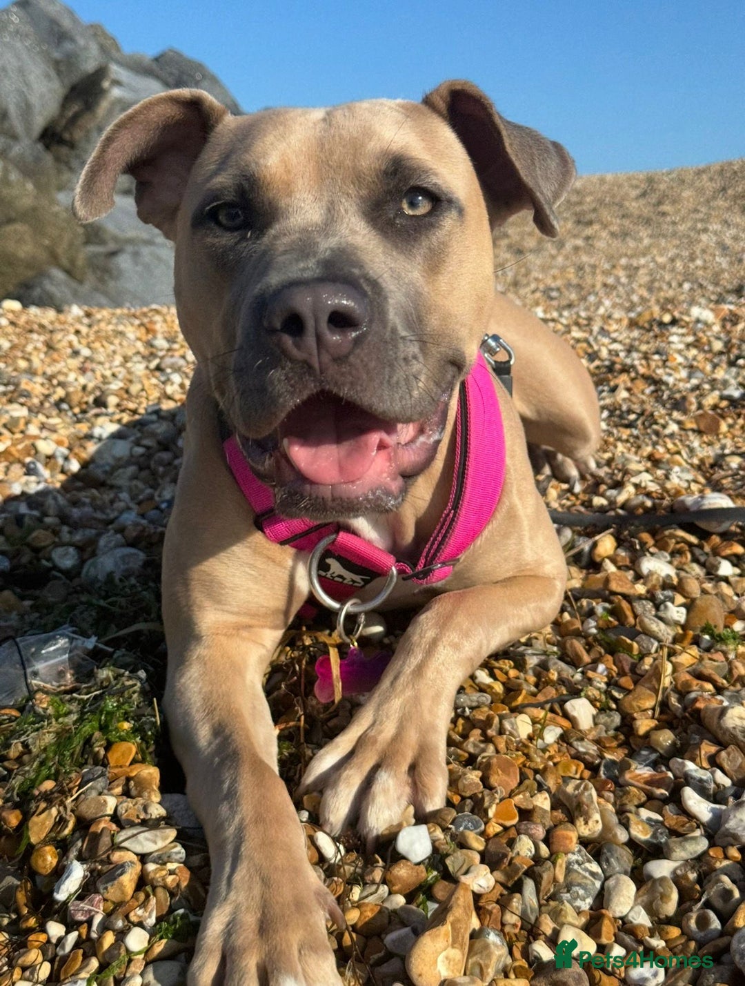 Mixed Breed dogs for sale: 🐾 BONNIE – LARGE BREED EXPERIENCE HOME NEEDED 🐾 - Advert 10