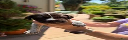 German Shorthaired Pointer dogs for sale: Stunning litter of 14 German short-haired pointers in Winchester - Advert 28
