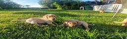 Labrador Retriever dogs for sale: Labrador puppies, from working stock.  - Advert 6