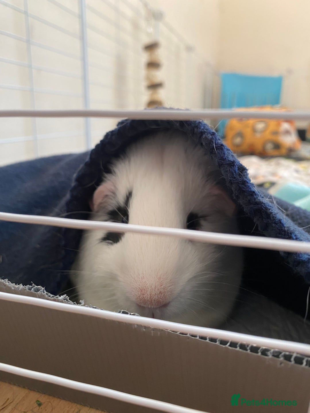 Guinea Pig rodents for sale: Male Guinea Pig- Revan  - Image 5