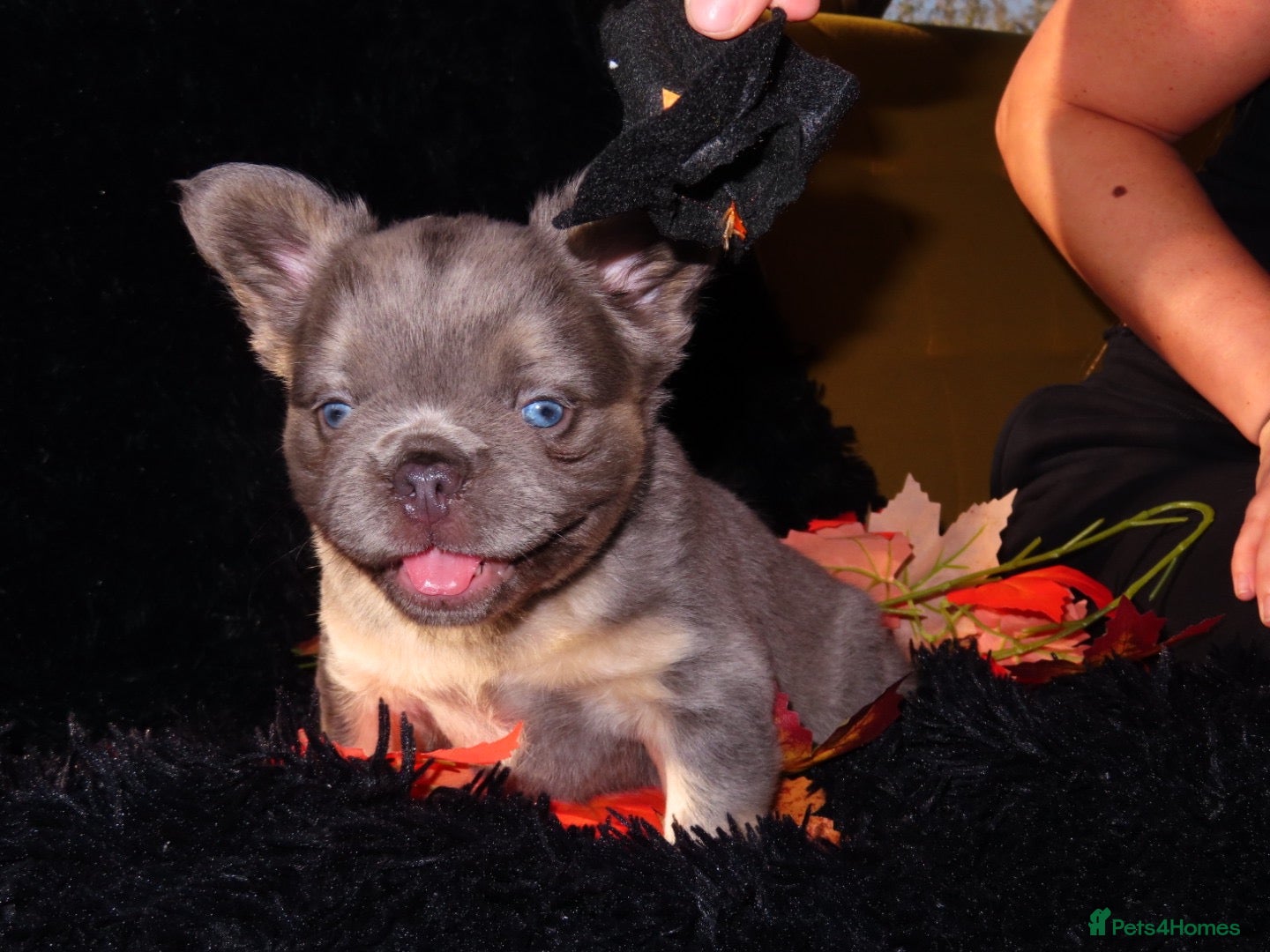French Bulldog dogs Fluffy Frenchie Females  - Advert 1