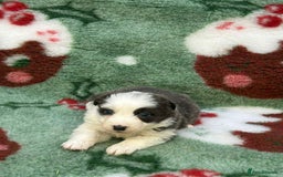 Border Collie dogs for sale: WINNING CRUFTS COMPETITORS. KC REG, HEALTH TESTED - Image 10