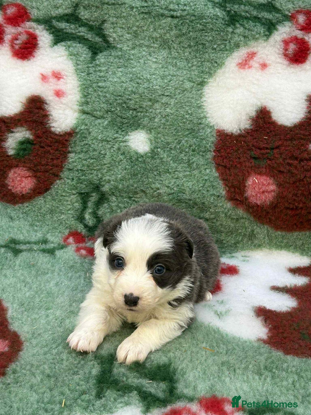 Border Collie dogs for sale: WINNING CRUFTS COMPETITORS. KC REG, HEALTH TESTED - Image 10