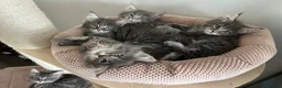 Maine Coon cats for sale: TICA Registered Maine Coon Kittens Available  in Sutton - Advert 16