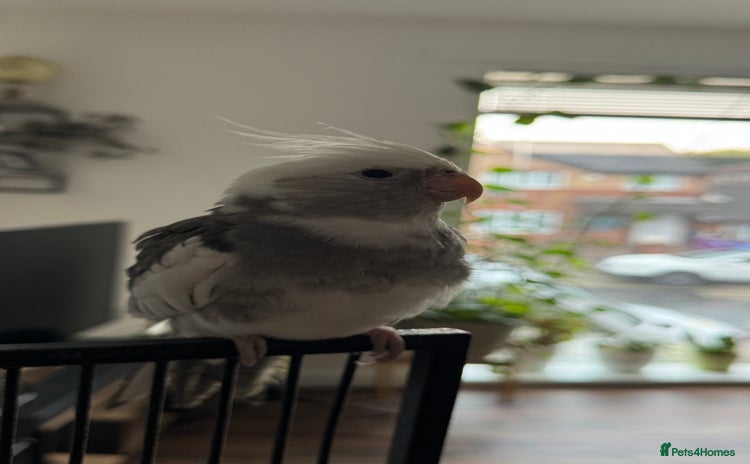 Cockatiels birds - Advert 14