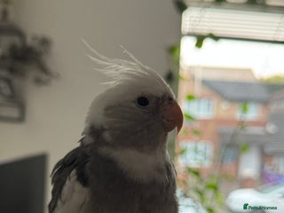 Cockatiels birds - Advert 6