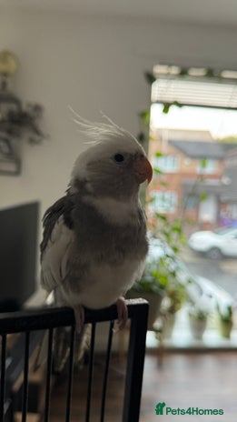 Cockatiels birds - Advert 3