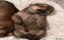 Yorkshire Terrier dogs for sale: Beautiful Chocolate Orange Yorkshire Terriers - Image 7