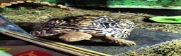 Tortoise reptiles for sale: Tortoise leopard  - Advert 4