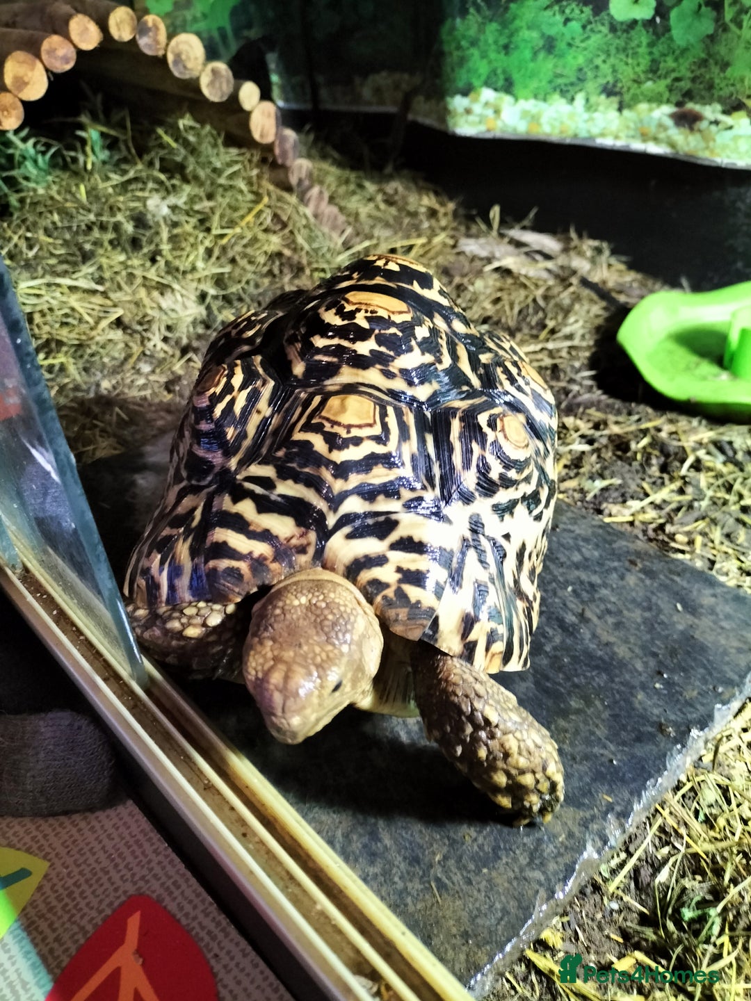 Tortoise reptiles for sale: Tortoise leopard  - Advert 4