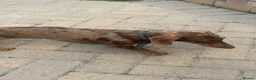 Miniature Dachshund dogs for sale: Dapple Miniature dachshund 3 years old female  - Advert 4