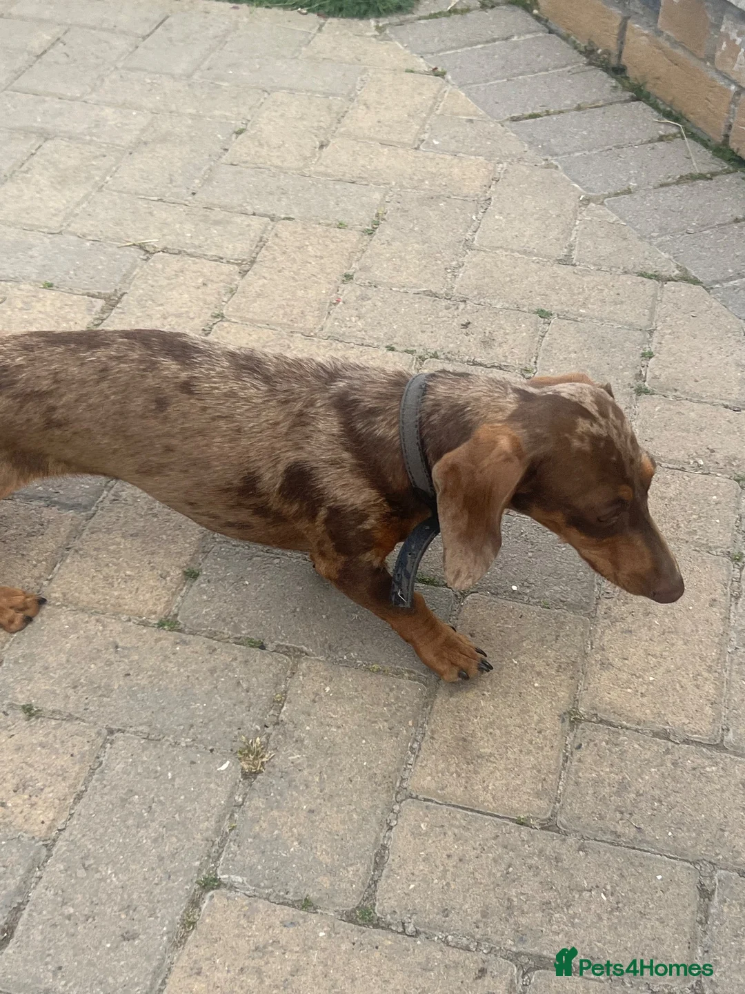 Miniature Dachshund dogs for sale: Dapple Miniature dachshund 3 years old female  - Advert 4