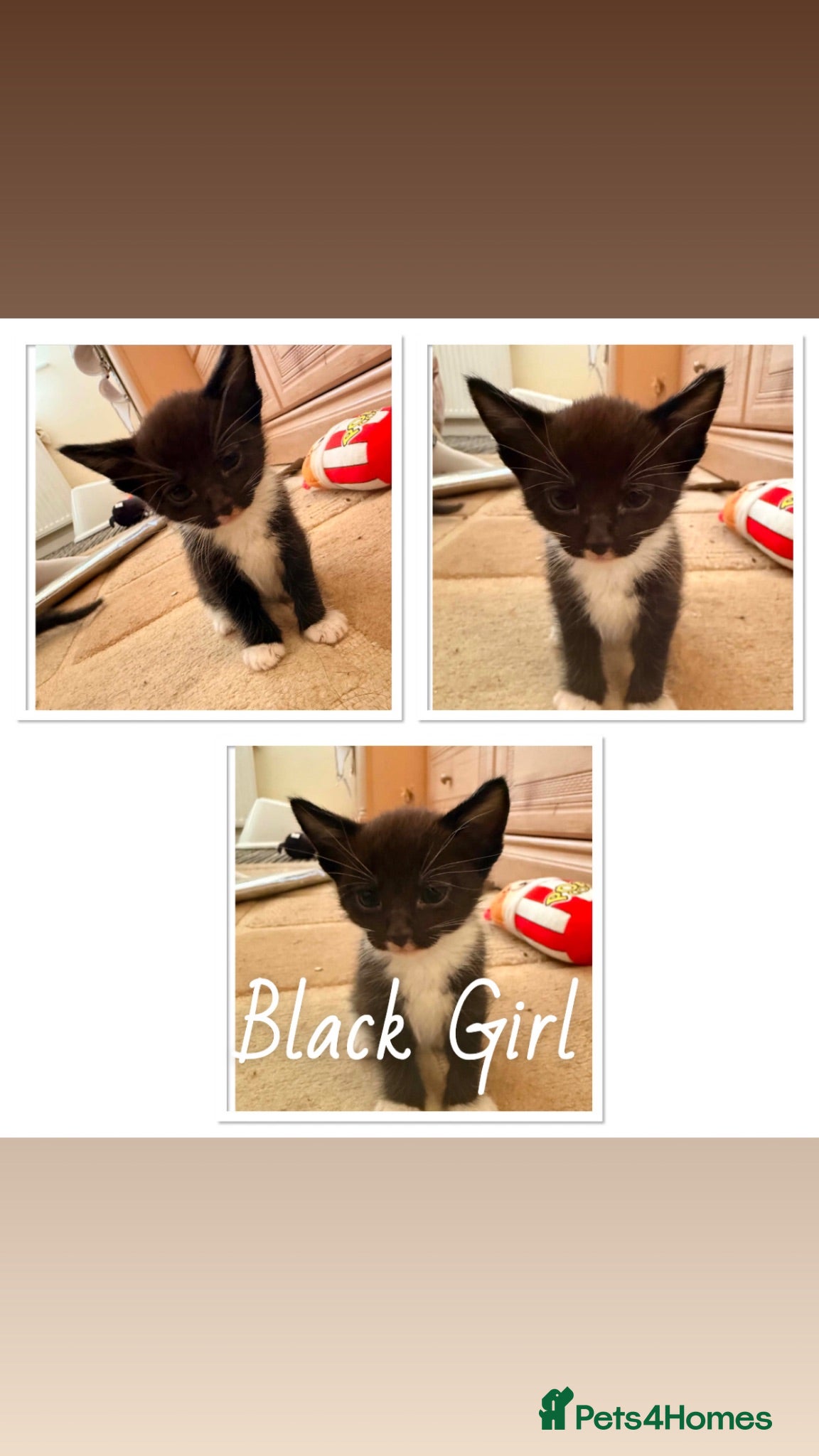 Mixed Breed cats Beautiful Black Girl - Advert 1