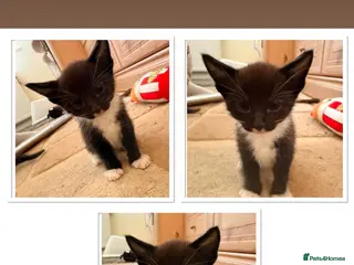 Mixed Breed cats Beautiful Black Girl - Advert 1