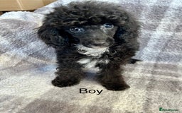 Toy Poodle dogs for sale: Stunning litter of toy poodle puppies  - Image 2