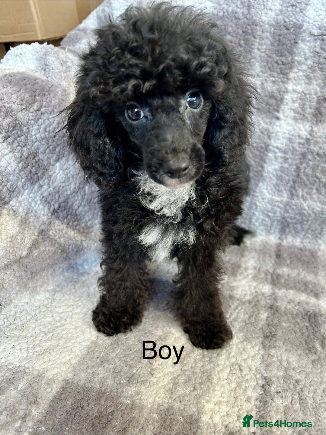 Toy Poodle dogs for sale: Stunning litter of toy poodle puppies  - Image 2