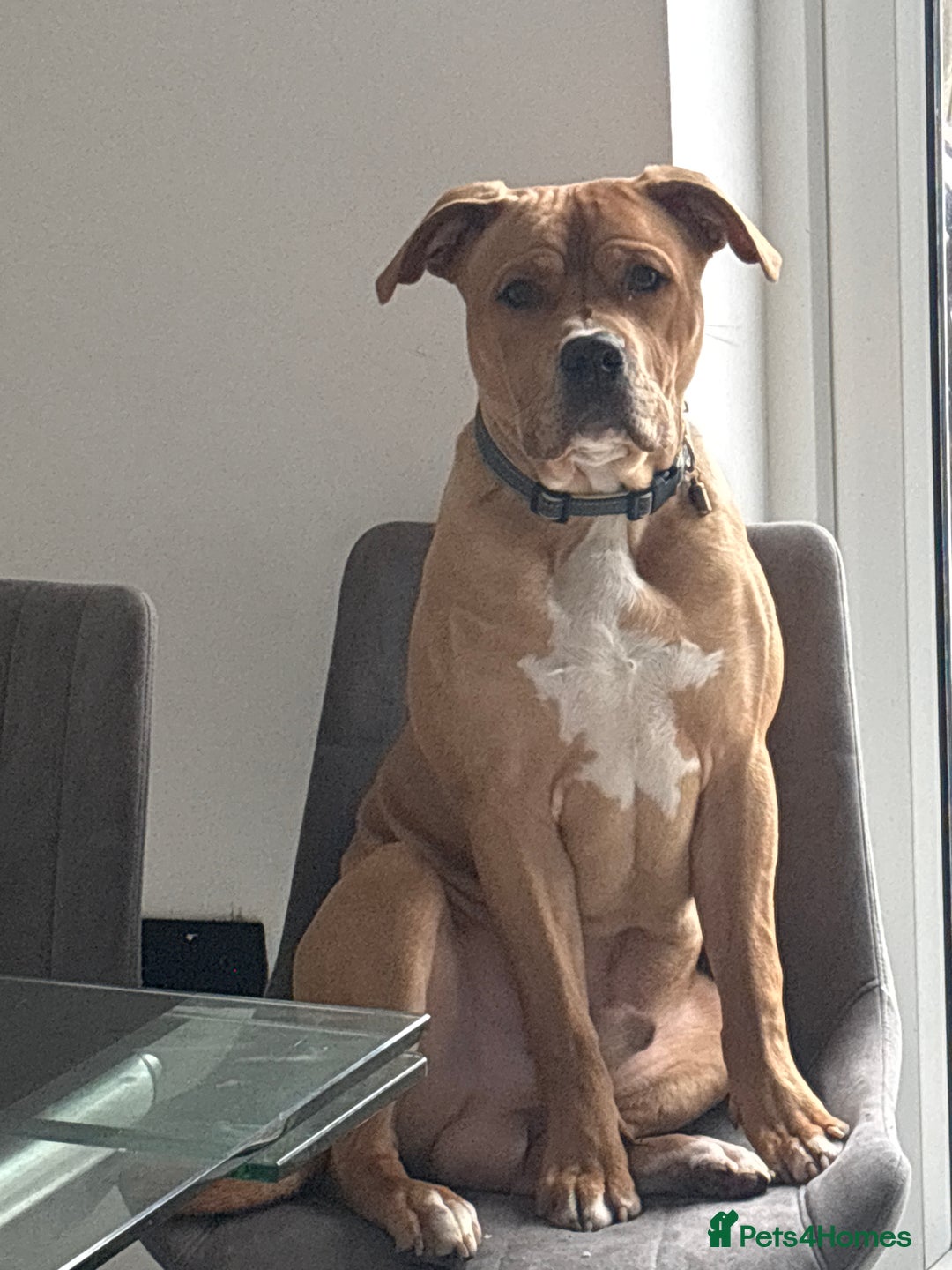 Mixed Breed dogs for sale: Bruno 8 month old - Advert 2