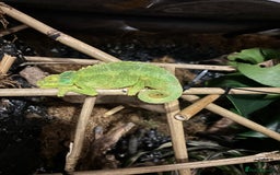 Chameleon reptiles for sale: Breeding pair of Jackson’s - Image 1
