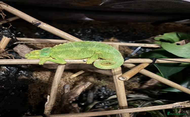 Chameleon reptiles - Advert 1
