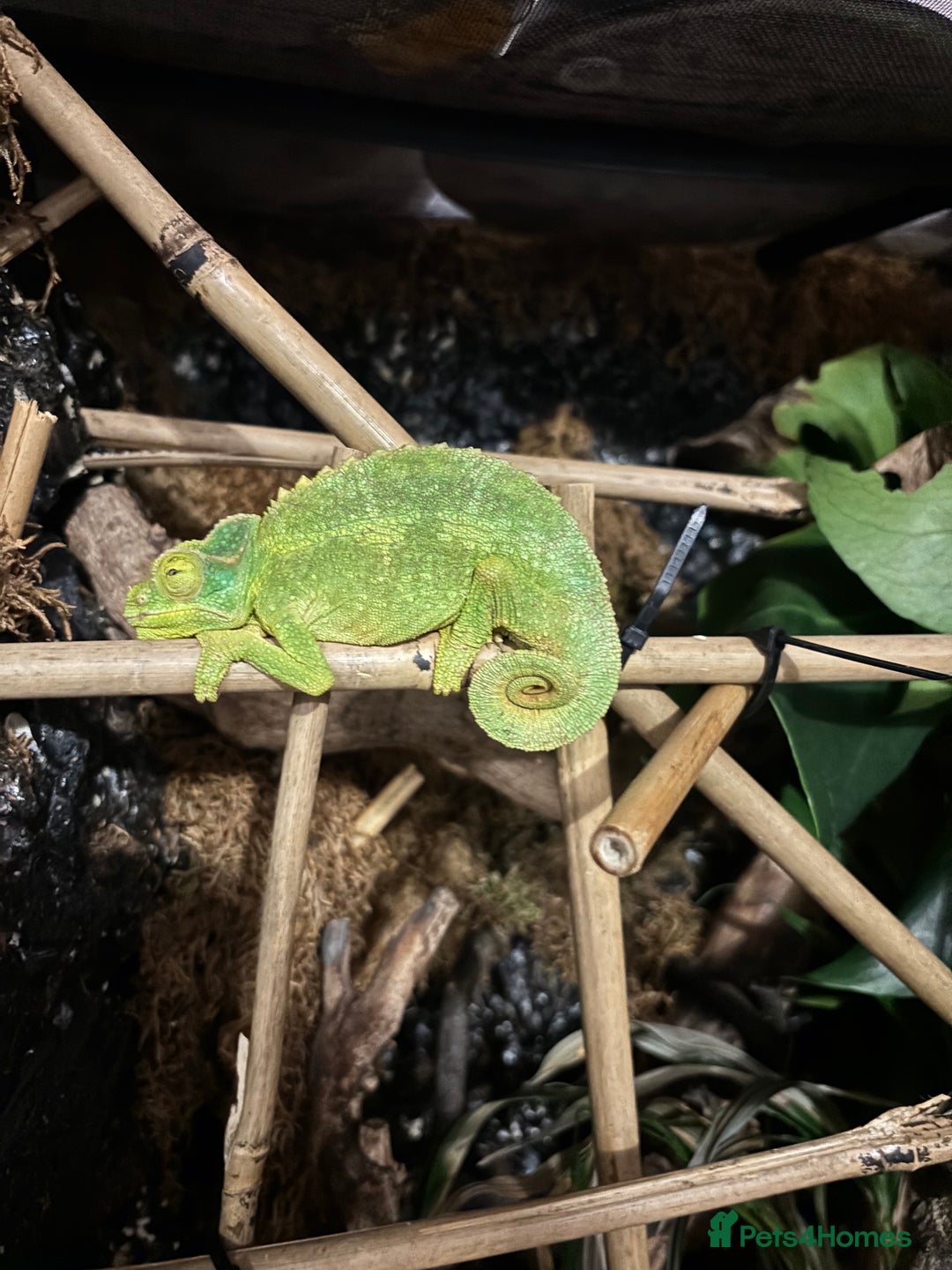 Chameleon reptiles for sale: Breeding pair of Jackson’s - Image 1