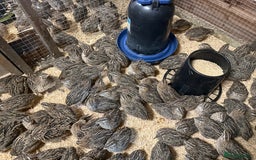 Quail poultry for sale: 🚨 COTURNIX QUAIL AVAILABLE NOW! 🐣🐥 - Image 8