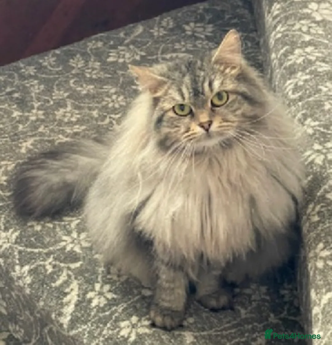 Siberian cats for sale: Home-Raised Siberian Kittens | TICA | Ready July in Norwich - Advert 2