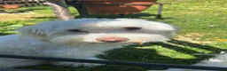 Bichon Frise dogs for sale: Bichon puppys for sale - Advert 1